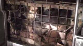 The Philippines' Illegal Dog Meat Trade