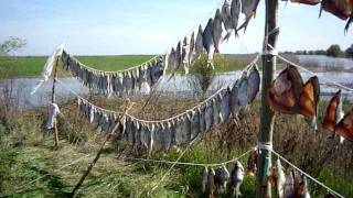 Моя рыбалка. г. Астрахань. 2 мая 2011 года (наше место).