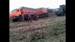 Камазы на Уборке Урожая (Камаз Чуть не Лег на Бок) // KAMAZ Almost fell on the Side