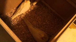 Дуплянка для попугая Корелла (гнездо для korell) Bird houses for Corella parrot