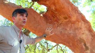 SUGHERO DECORTICA OLBIA - COLOMBIN TAPPI IN SUGHERO PER L'ENOLOGIA