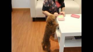 Paw Care per la pulizia delle zampe