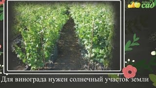 Посадка винограда - как правильно посадить виноград