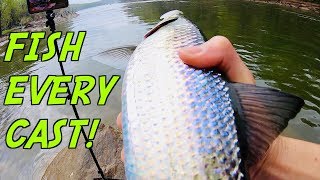 CATCHING BIG FISH EVERY CAST!!! (RIDICULOUS 1R1R LIVE Stream Fishing!)