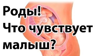 Роды: что чувствует ребёнок? Смотреть всем беременным! | "До и После Родов"