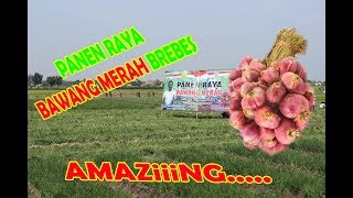 Panen Raya Bawang Merah Brebes