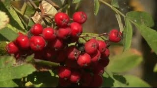 Рябина красная (обыкновенная)