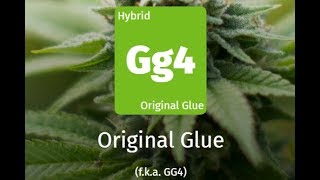 Gorilla Glue  | Обзор сортов марихуаны