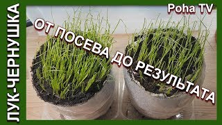 Правильная подготовка семян лука-чернушки.От по посева до результата