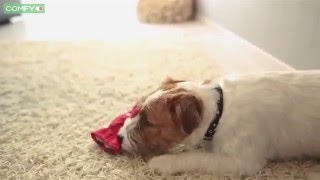 Petcube камера - новый гаджет для владельцев кошек и собак