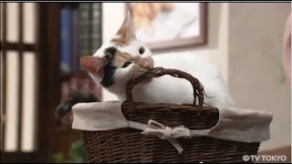 にゃーにゃ テレビ東京 の 政治猫  “にゃーにゃ”  の 体重が激増！ 1週間で 約1キロ増!