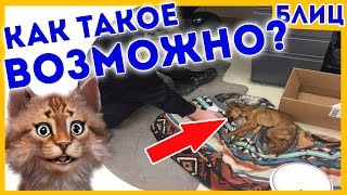 Полиция не ожидала найти ТАКОЕ | Котоновости Блиц