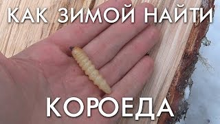 ПОЕЗДКА В ТАЙГУ ЗА КОРОЕДОМ НА ПРОМЫСЛОВИКЕ УРАГАН / КАК ЗИМОЙ НАЙТИ КОРОЕДА / СЪЕЛ КОРОЕДА ЖИВЬЕМ