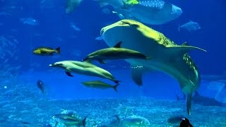 沖縄 美ら海水族館 (Okinawa Churaumi Aquarium)