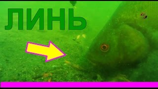 ЛИНЬ. Lín. Поклевка линя, съёмка под водой. Рыбалка.поплавок. Fishing. Насадка- червь, мах. удочка
