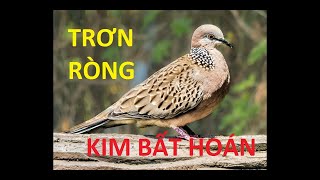Tiếng chim cu gáy gọi tập bổi mới (trơn ròng)