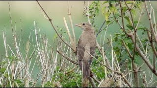 Rosy Starling - Pastor roseus - Roze spreeuw / Sint-Denijs / Belgium / 9-11-2015