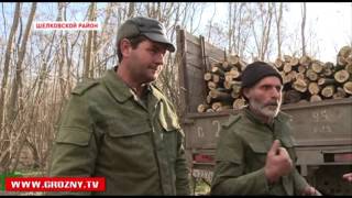 В Шелковском районе ведется незаконная вырубка леса