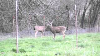 LPSlover Oregon Vlog #8 "Deer Watchin'"
