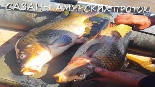Рыбалка на Амуре, сазаны Амурских проток .