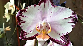 Орхидея Dips. Ever Spring Prinse или Легенда!!!! восковая \ Orchid phalaenopsis LEGENDA .