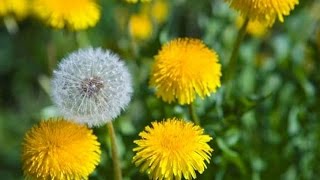 СКАЧАТЬ ФУТАЖИ для видеомонтажа.Одуванчики цветут и отцветают. Nature.Free footage.