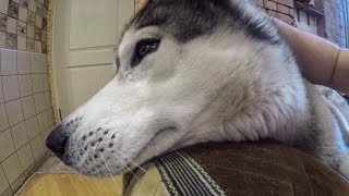 ХАСКИ ПЛАЧЕТ / HUSKY CRYING