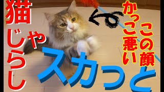 【かわいい 猫動画】久しぶりのおもちゃ遊びで猫のくせに残念スカッと！ Cat Play | Norwegian Forest Cat ノルウェージャンフォレストキャット NANOCA