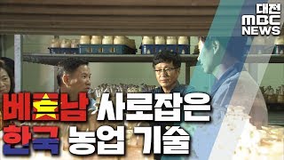 베트남 한류 농업에도 영향/대전MBC
