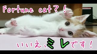可愛いすぎる！！子猫との出会い、そして家族になった　I met my kitten and my family.