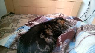 Шлёпнул спящего кота по заднице ^+_+^