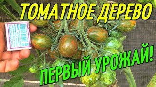 ТОМАТНОЕ ДЕРЕВО-ПЕРВЫЙ ОТЛИЧНЫЙ УРОЖАЙ!
