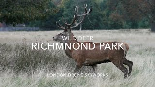 Richmond Park Royal Deer London: Drone