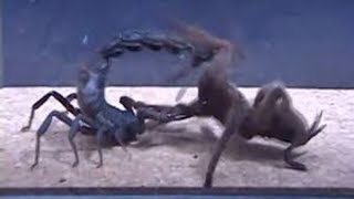 Giant Deathstalker Scorpion VS Burmese Brown Tarantula