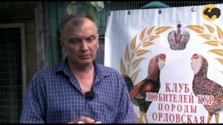 Живой дом. Клуб любителей кур породы Орловская.