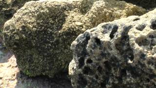 2013 08 08  Межводное  Крабы