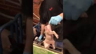 кастрація поросят, швидкий і легкий метод ! Castration piglets easy!