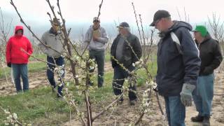 Pruning young spindle Gisela cherry trees