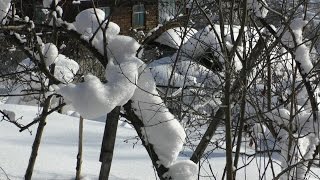 До весны  один метр, а  пчелы ждут