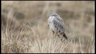 Natuurnieuws van Texel, gaat het goed met de Blauwe Kiekendief?