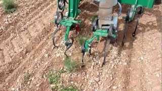 Binage sur le rang (lavandin)