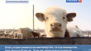 Колхоз Родина   жизнь после паводка