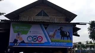 JUAL BELI DOMBA SUKABUMI - NIDA JAYA FARM - SELABINTANA , JAWA BARAT