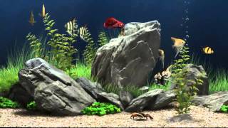 HD Aquarium Screensaver - Amazing Free Aqarium Screensaver Download in HD