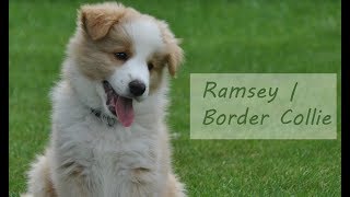 Ramsey | Border collie ee red | 2-3 mois