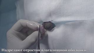 Открытая кастрация кота | Open feline castration