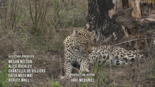 safariLIVE - Sunrise Safari - Nov. 12, 2017