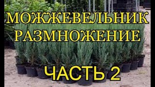 РАЗМНОЖЕНИЕ МОЖЖЕВЕЛЬНИКА СКАЙРОКЕТ (SKYROCKET) - БЛЮ АРРОУ (Blue Arrow) - ЧЕРЕНКОВАНИЕМ (ЧАСТЬ 2)..