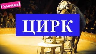 ЦИРК новогодний на Новый год. Как ходили смотреть цирк с животными для детей со слонами шоу