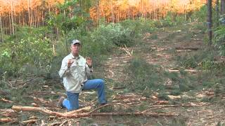 Best Food Plots | New Food Plot in the Pines (#132) @GrowingDeer.tv